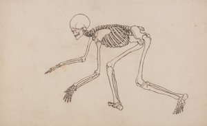Esposizione anatomica comparativa della struttura del corpo umano con quella di una tigre e un co... da George Stubbs